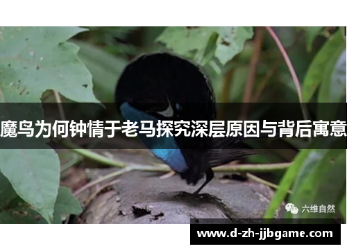 魔鸟为何钟情于老马探究深层原因与背后寓意